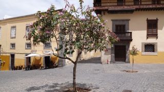 2022-03-GranCan-Las_Palmas-Santa_Ana--Doramas-PM-NN-043.JPG